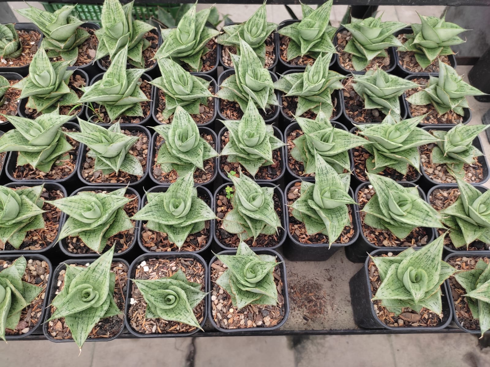 1275. Sansevieria Dewa - Image 2