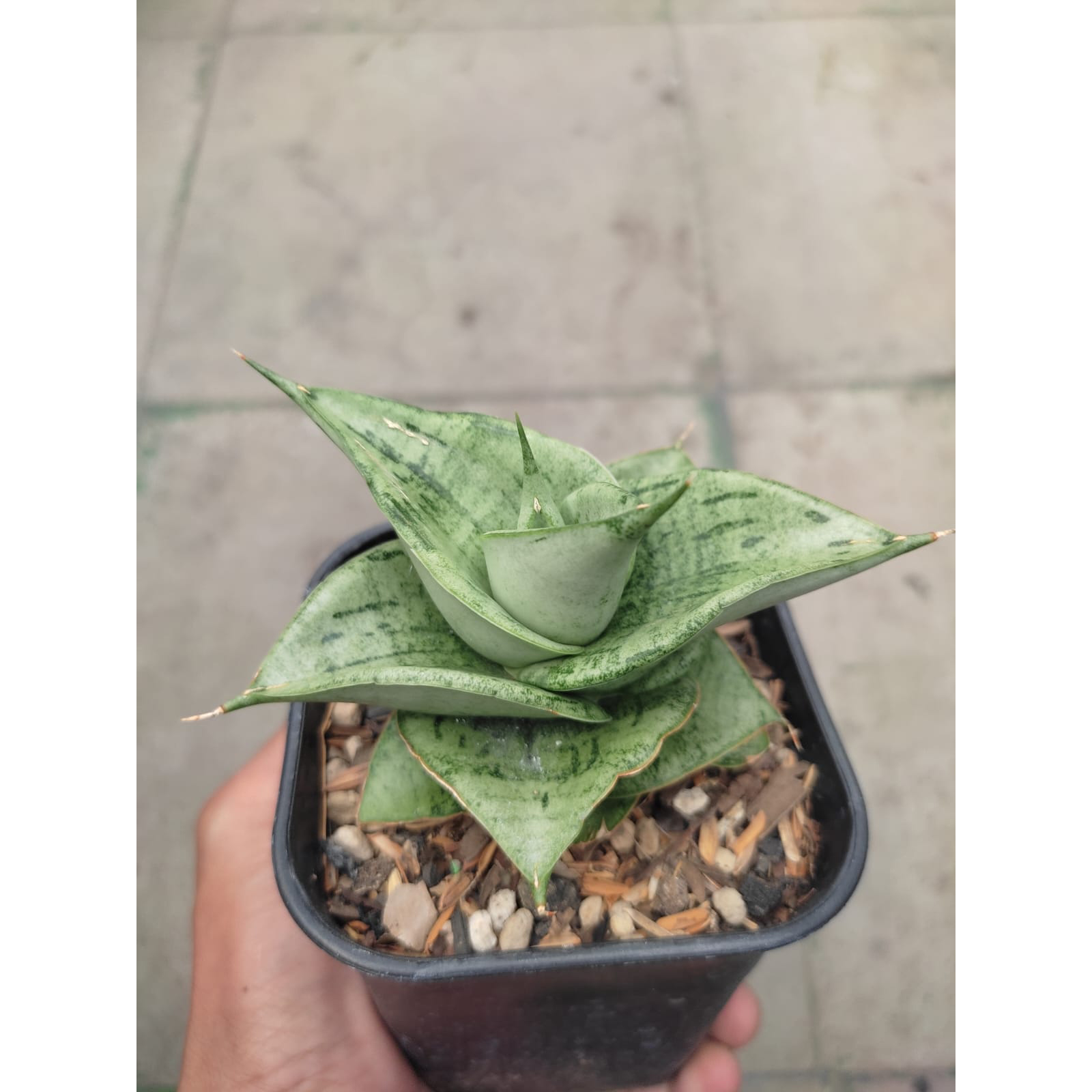 1275. Sansevieria Dewa