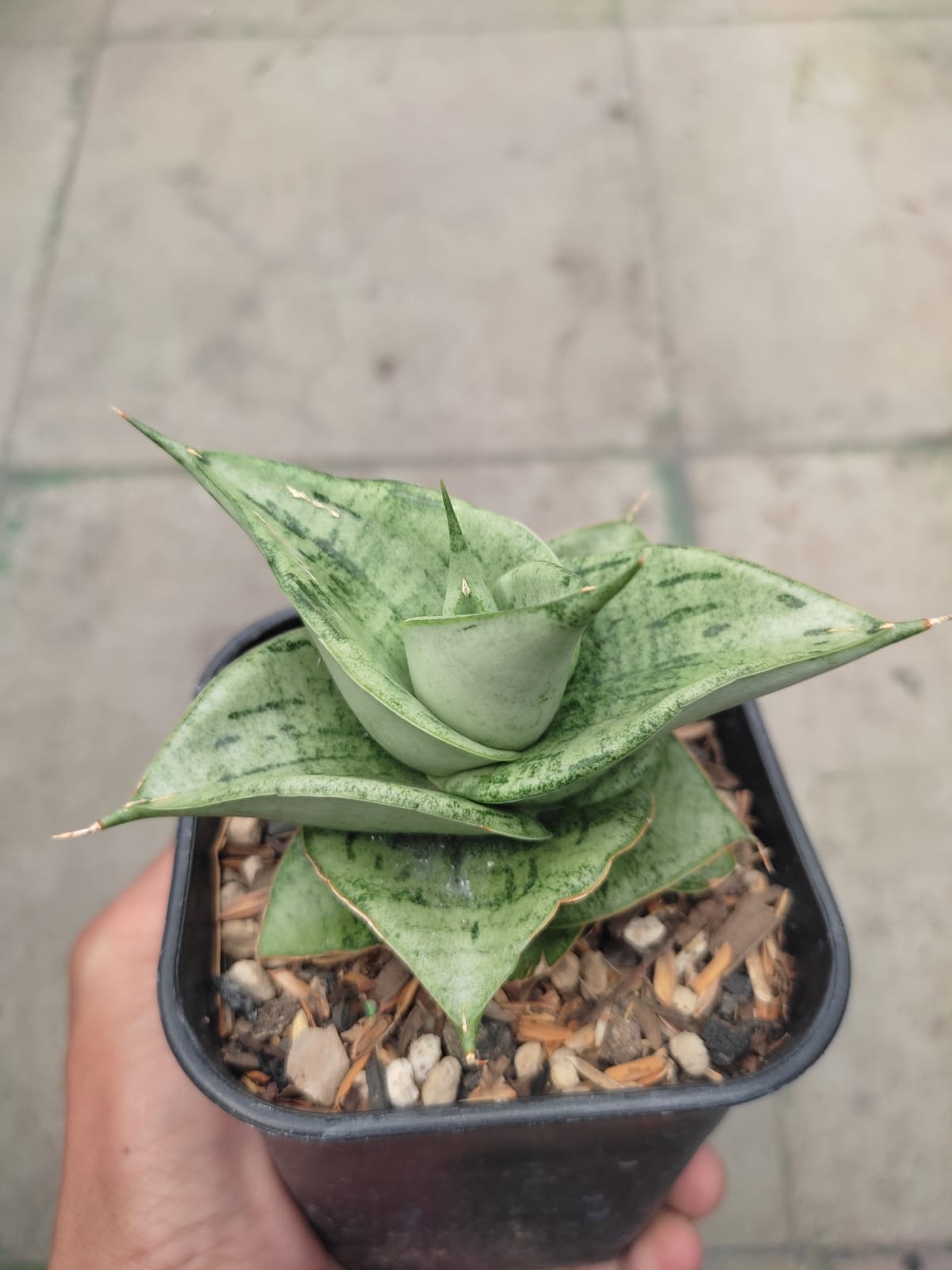 1275. Sansevieria Dewa - Image 3