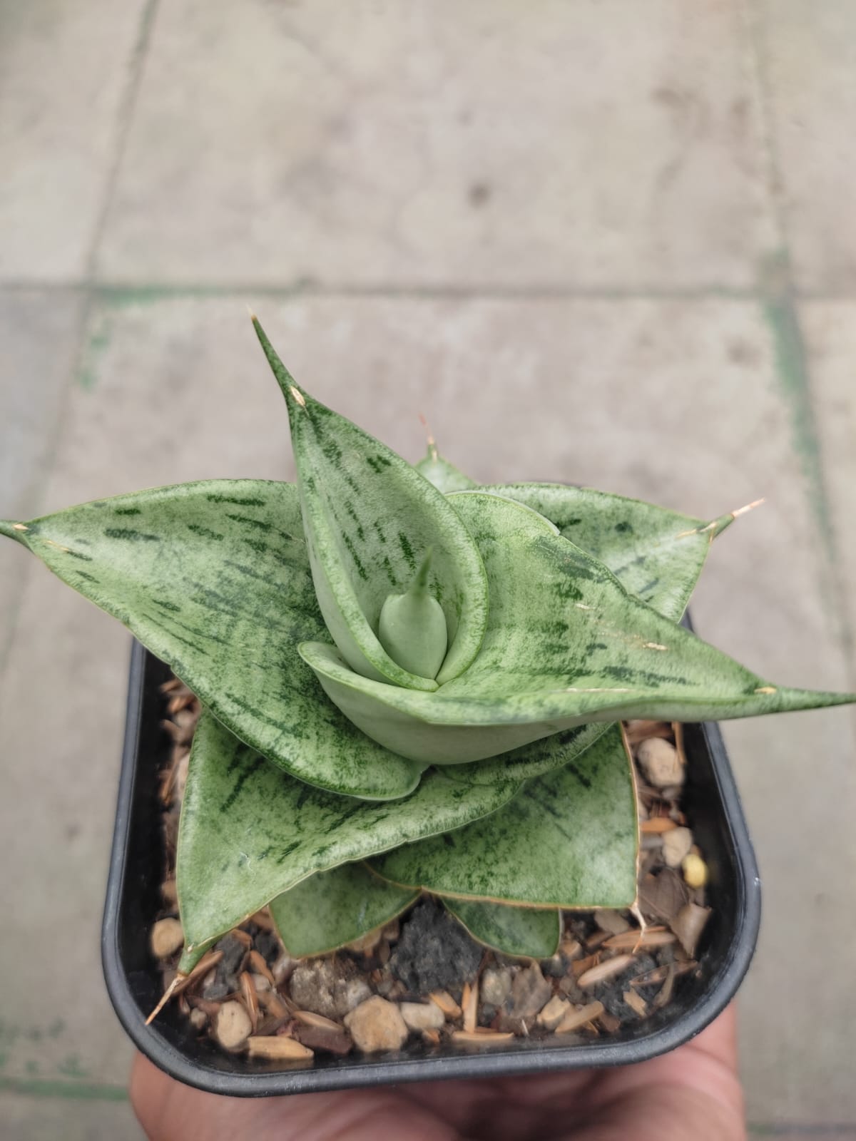 1275. Sansevieria Dewa - Image 5