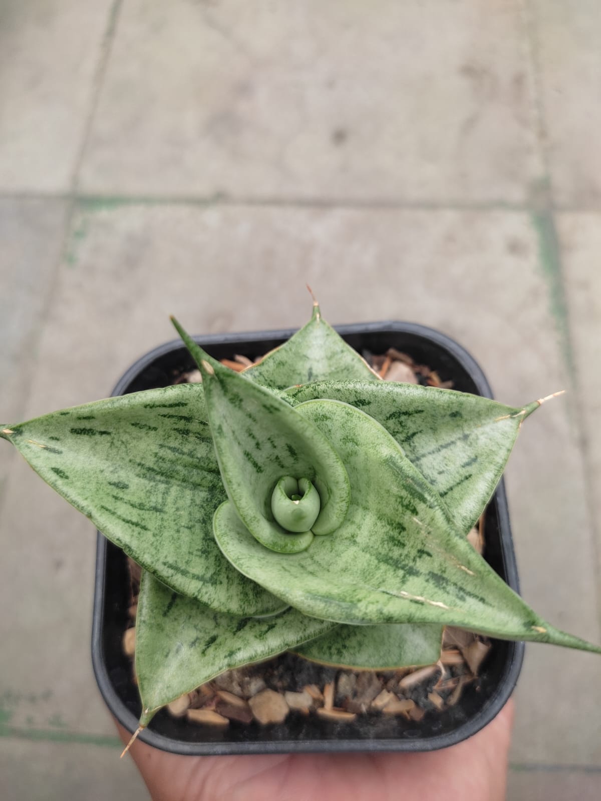 1275. Sansevieria Dewa - Image 6