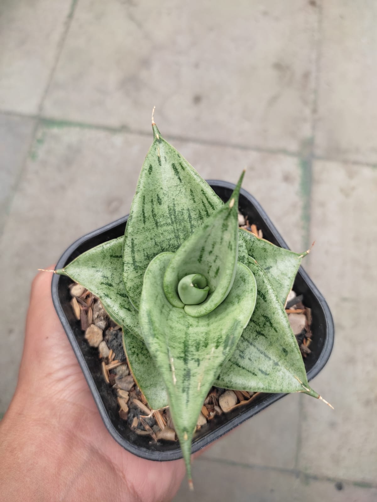 1275. Sansevieria Dewa - Image 7