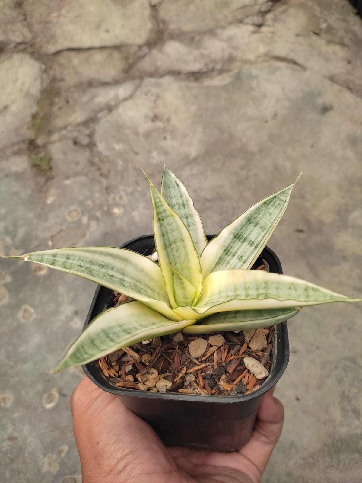 1276. Sansevieria Hybrid Gabriella White Variegated - Image 2