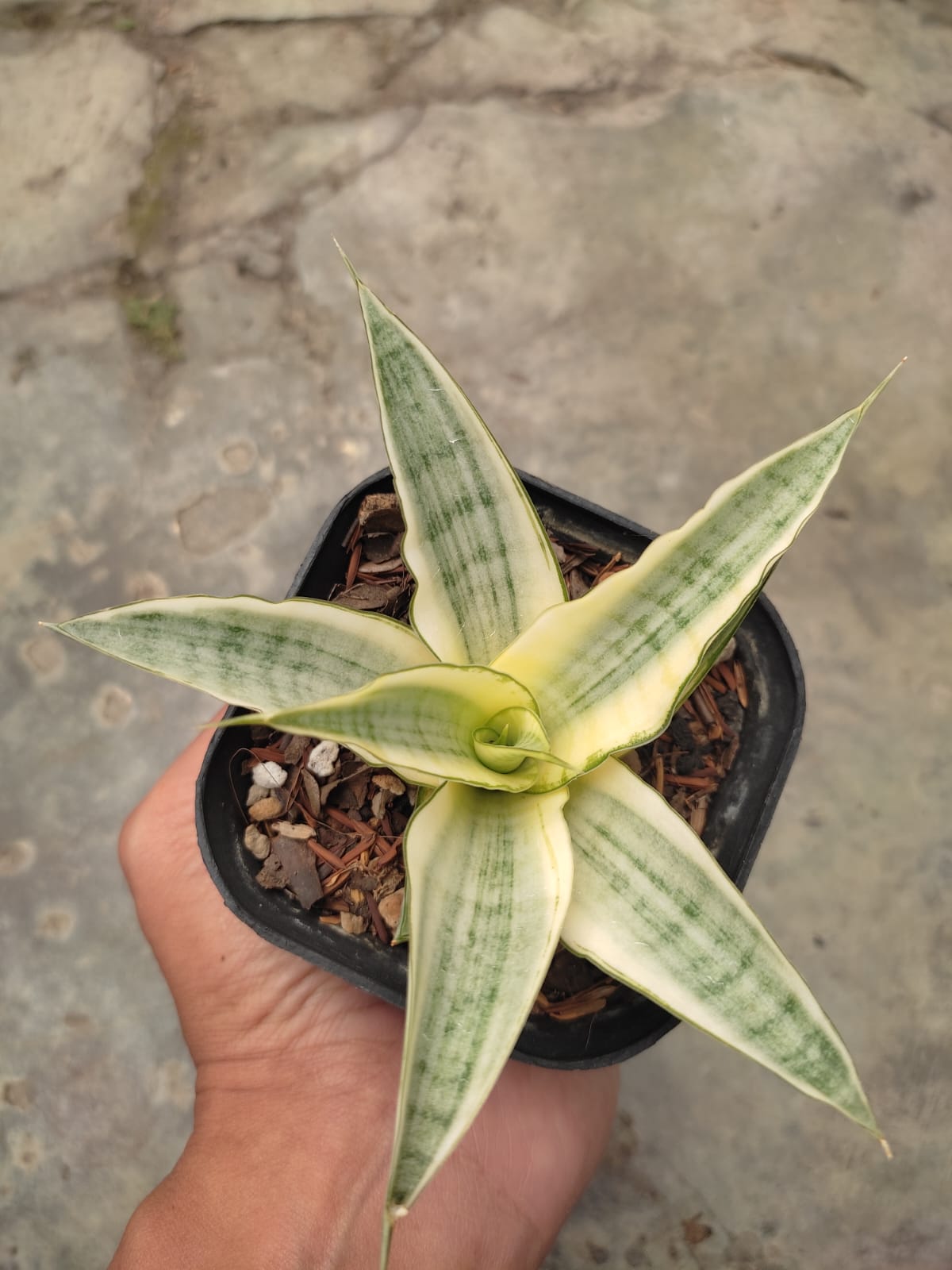 1276. Sansevieria Hybrid Gabriella White Variegated - Image 3