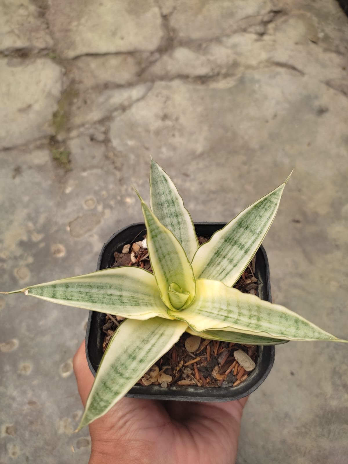 1276. Sansevieria Hybrid Gabriella White Variegated - Image 4