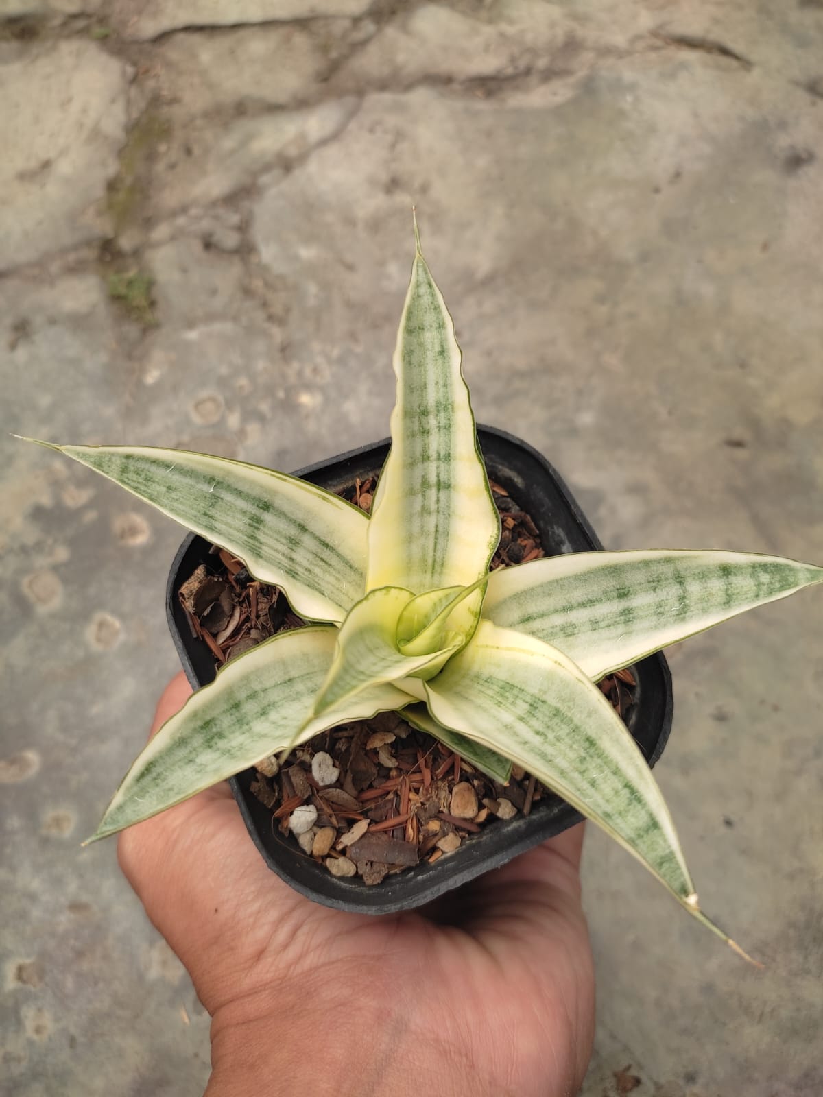 1276. Sansevieria Hybrid Gabriella White Variegated - Image 5