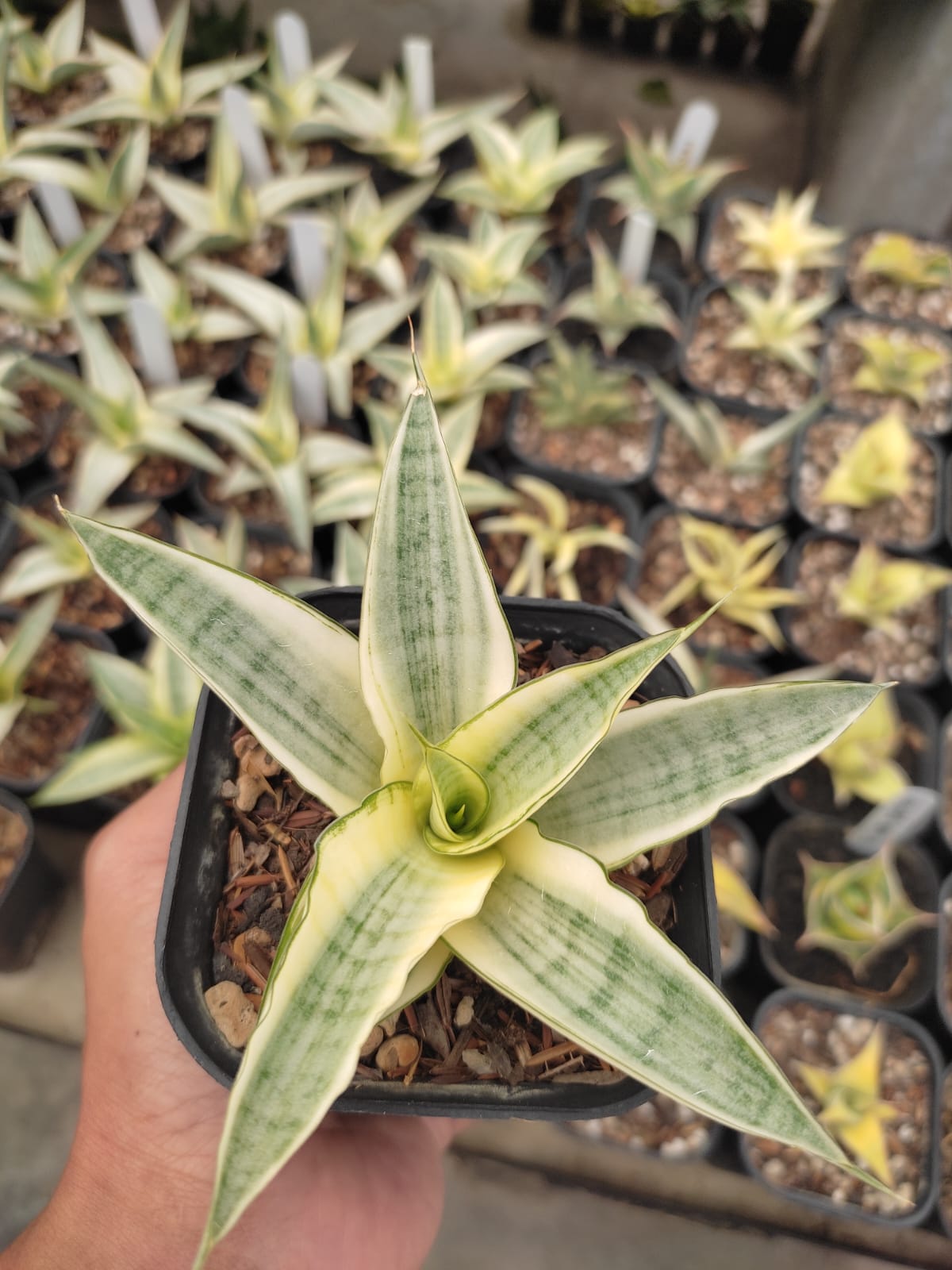 1276. Sansevieria Hybrid Gabriella White Variegated - Image 6