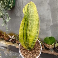 Alternative view of . Sansevieria Hybrid Pupharmon Delight Variegated 1 Leaf