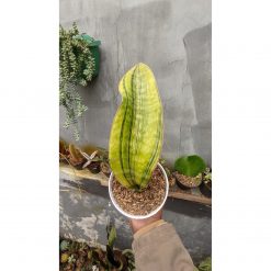. Sansevieria Hybrid Pupharmon Delight Variegated 1 Leaf