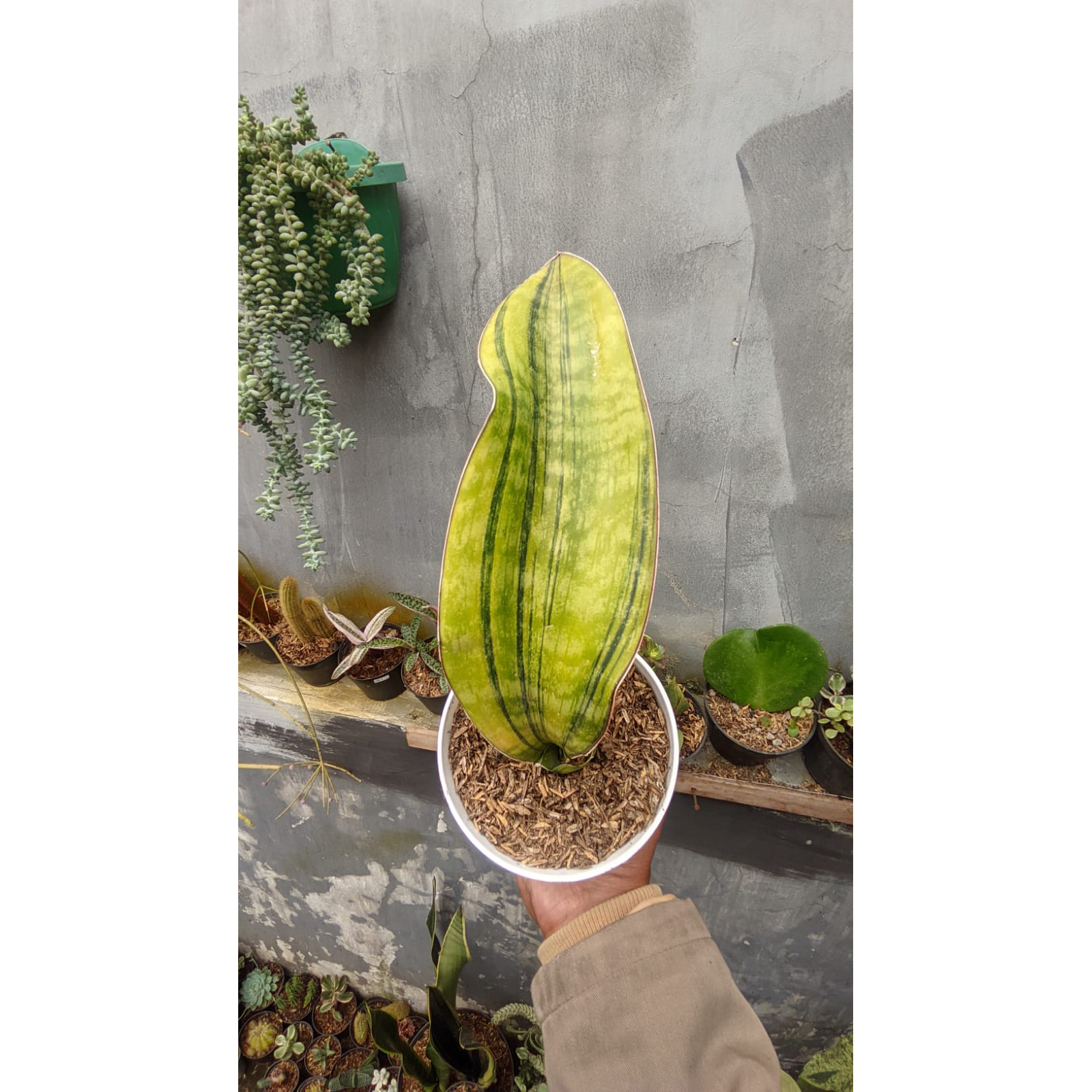 . Sansevieria Hybrid Pupharmon Delight Variegated 1 Leaf