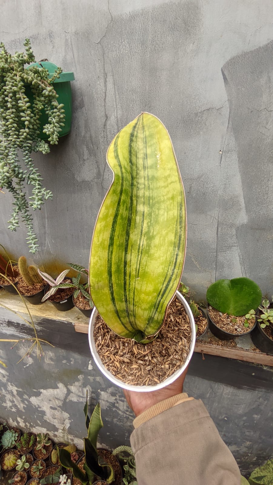 . Sansevieria Hybrid Pupharmon Delight Variegated 1 Leaf - Image 2