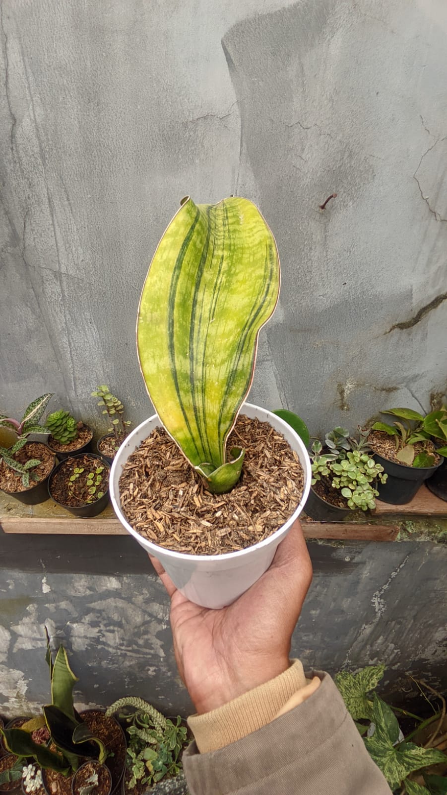 . Sansevieria Hybrid Pupharmon Delight Variegated 1 Leaf - Image 3