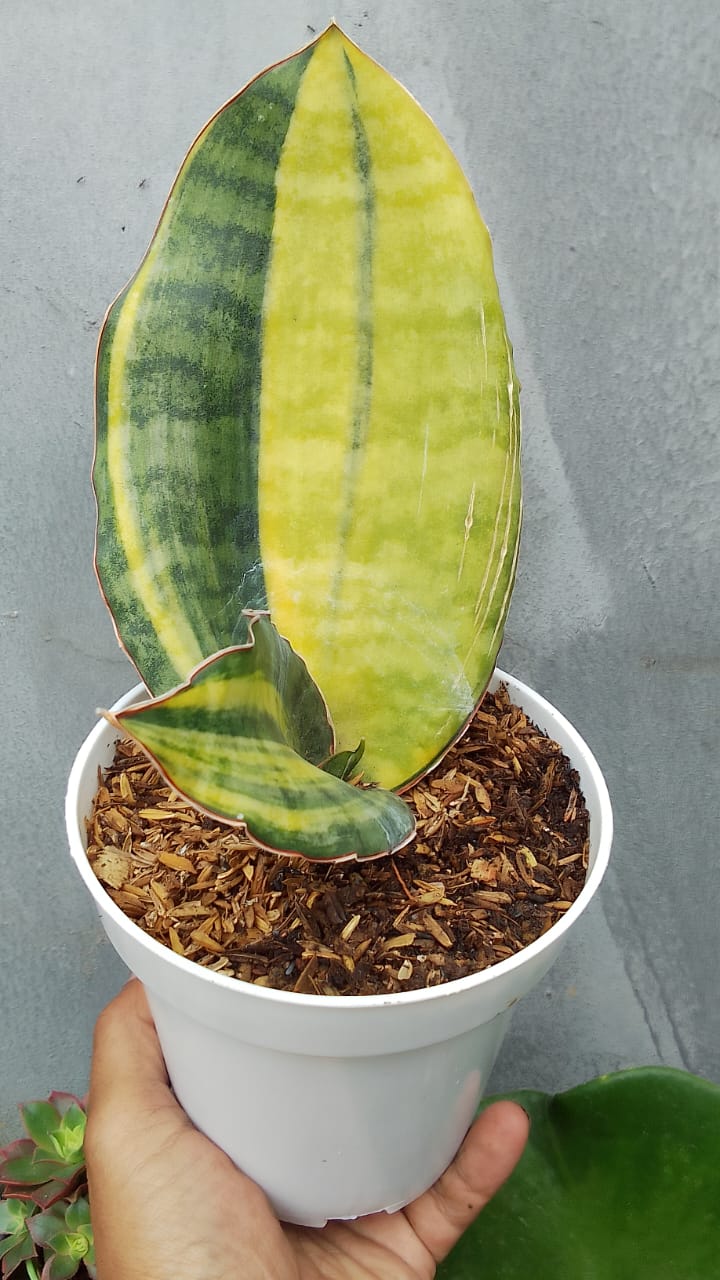 1279. Sansevieria Kirkii USDA 1 Leaf - Image 3