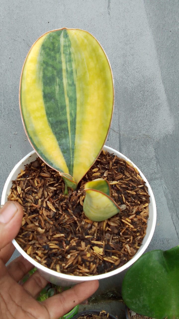 1279. Sansevieria Kirkii USDA 1 Leaf - Image 4
