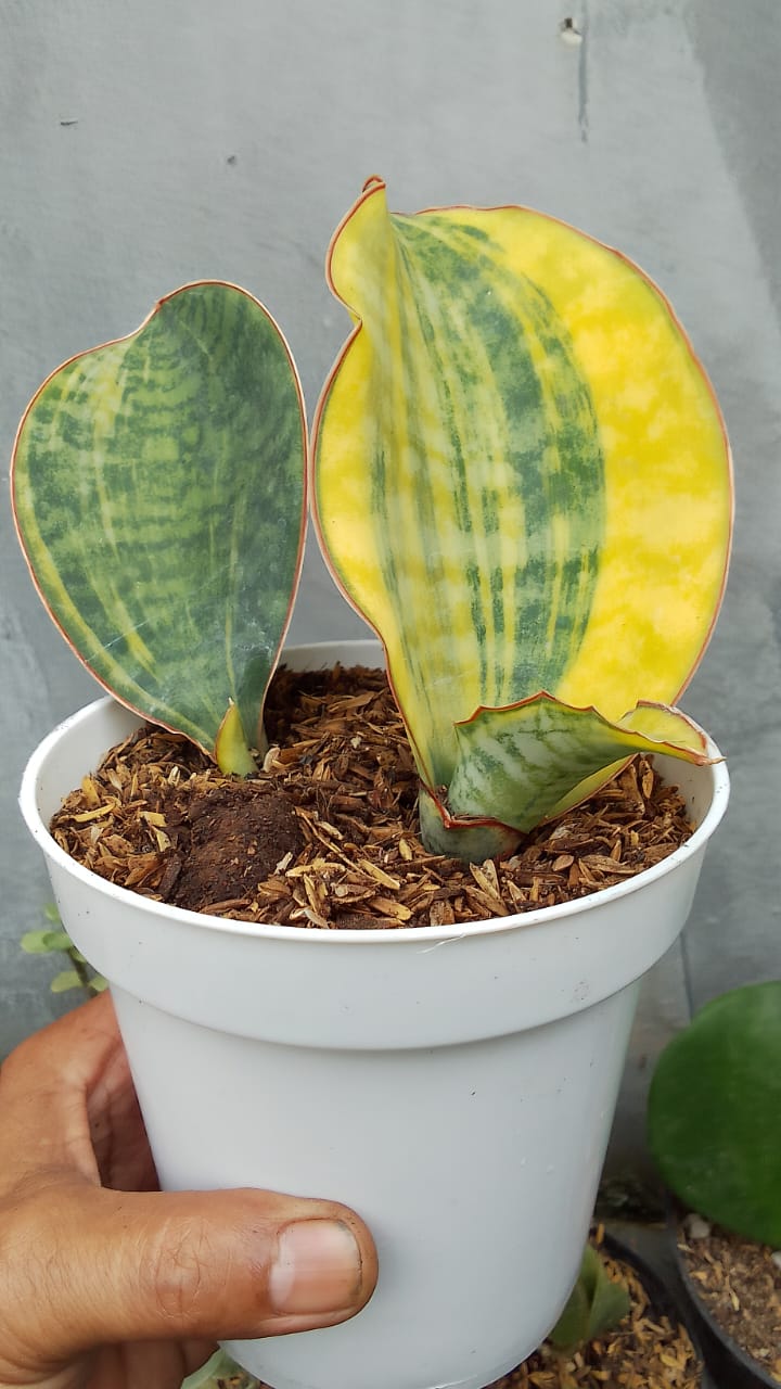 1279. Sansevieria Kirkii USDA 1 Leaf - Image 2