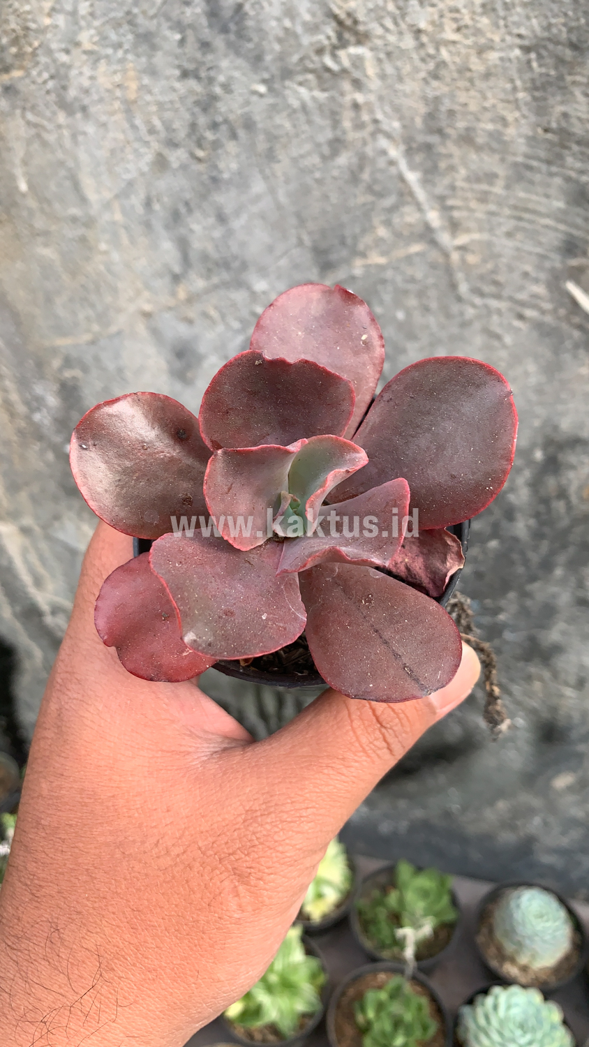 128. Echeveria Zorro - Image 12