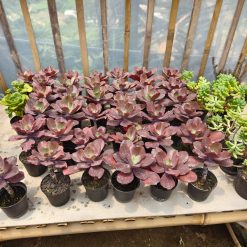 Alternative view of 128. Echeveria Zorro