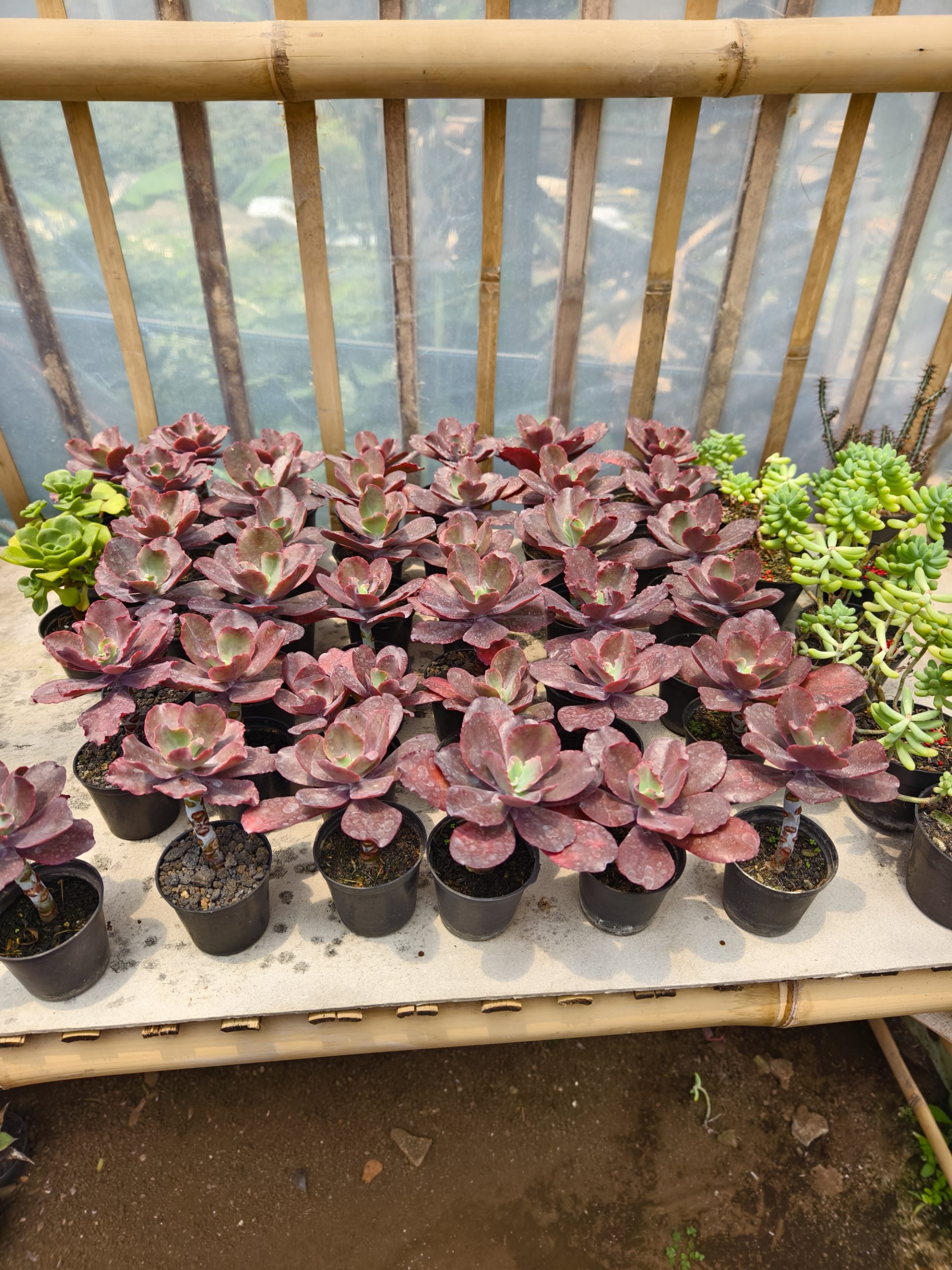 128. Echeveria Zorro - Image 2