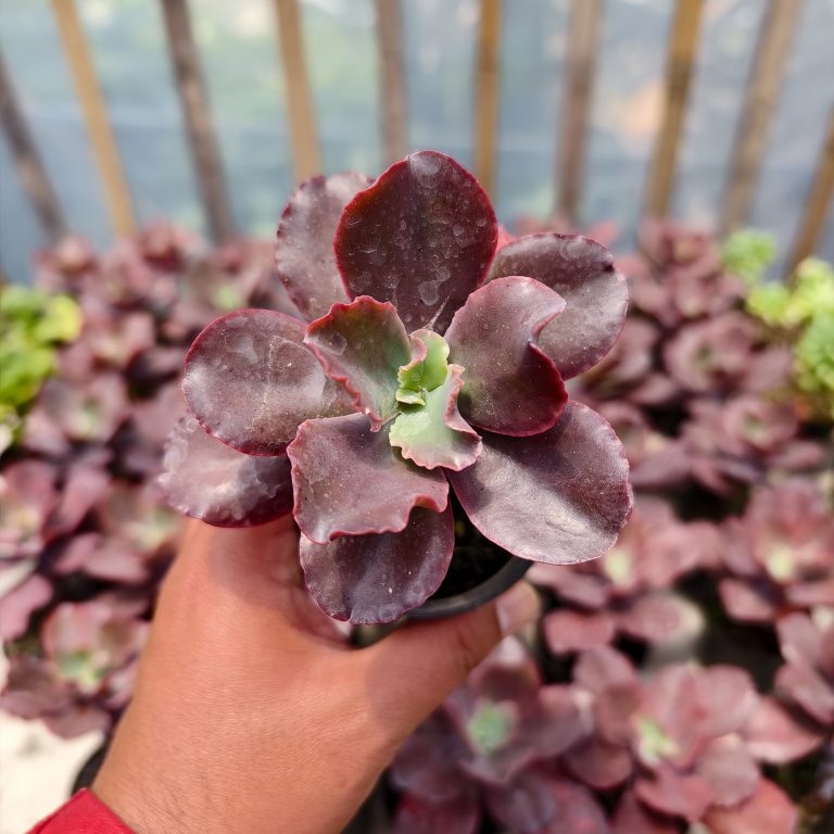 128. Echeveria Zorro