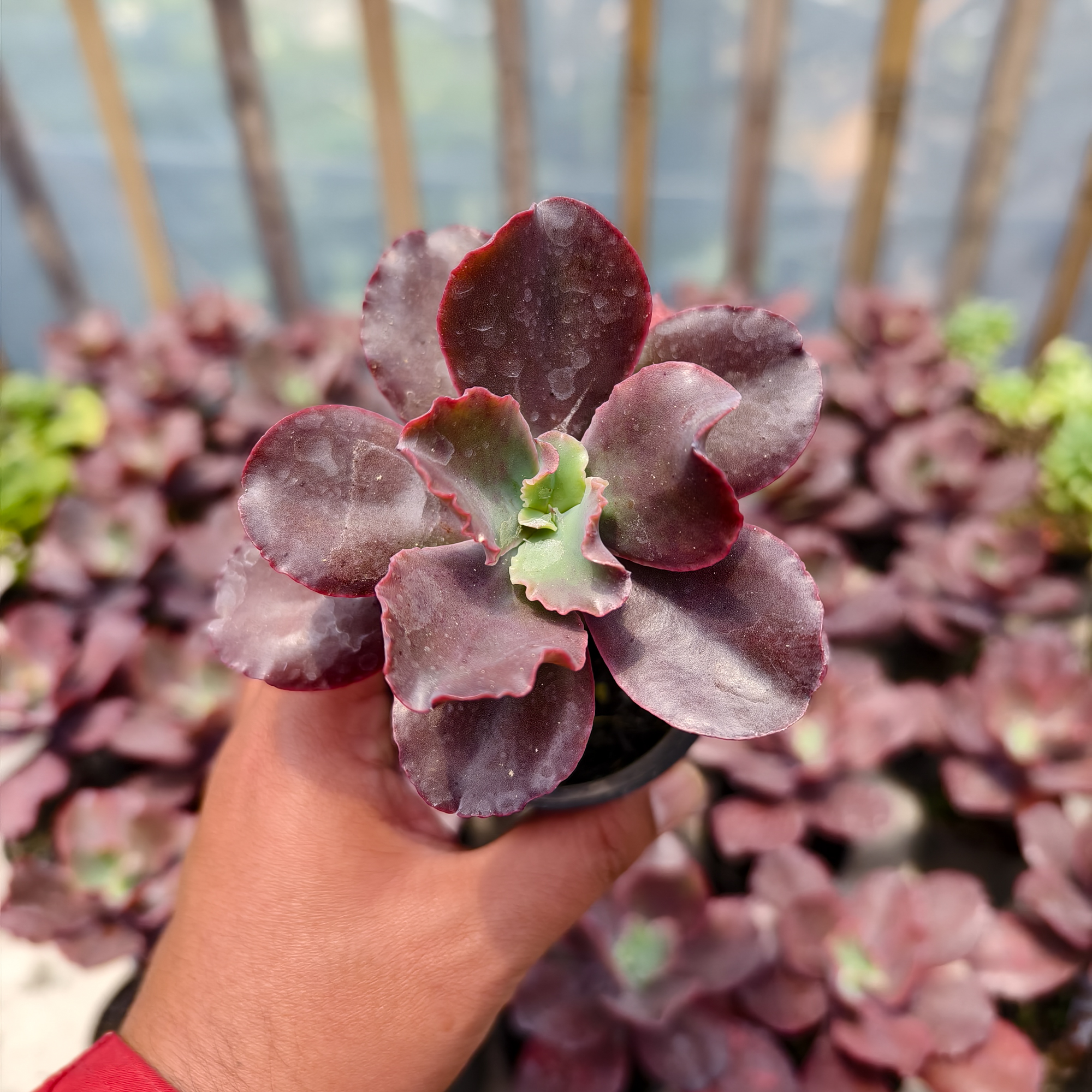 128. Echeveria Zorro