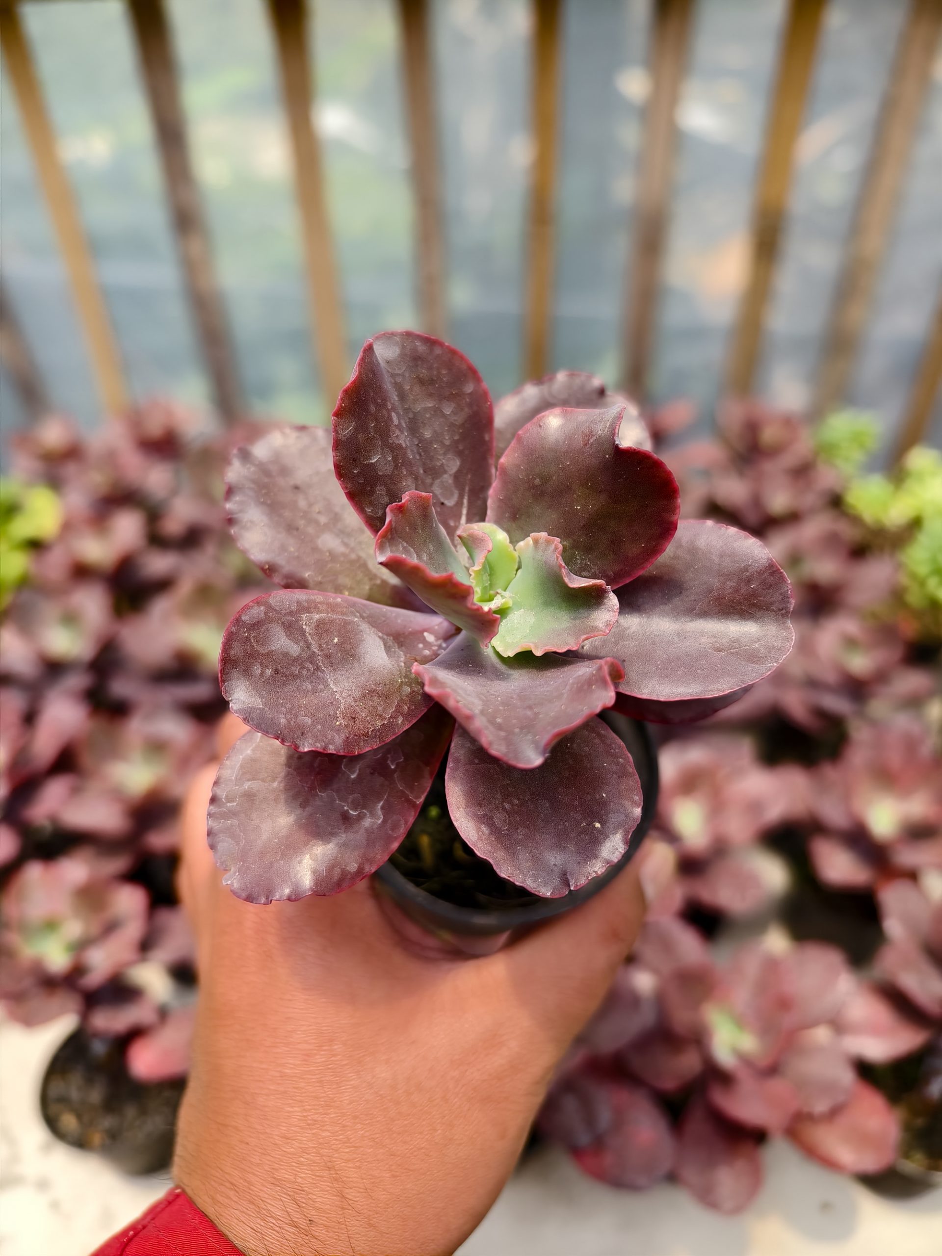 128. Echeveria Zorro - Image 6
