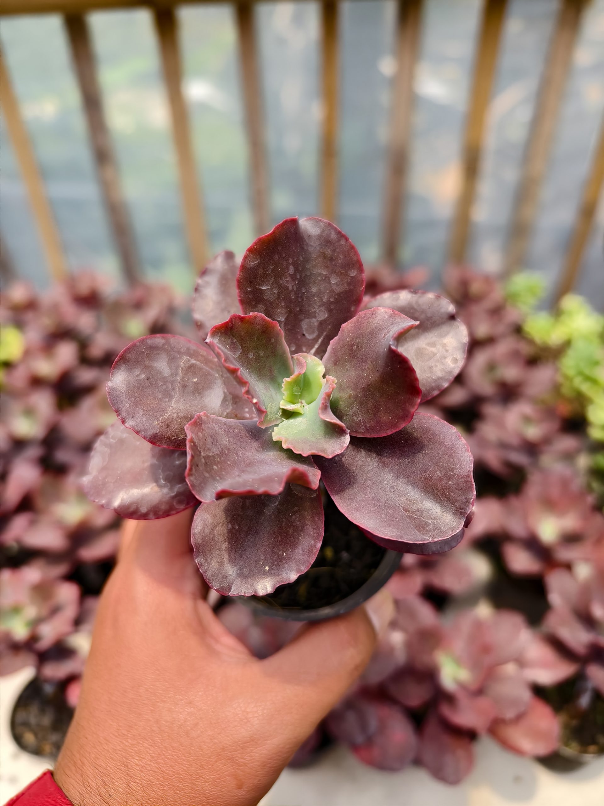 128. Echeveria Zorro - Image 4