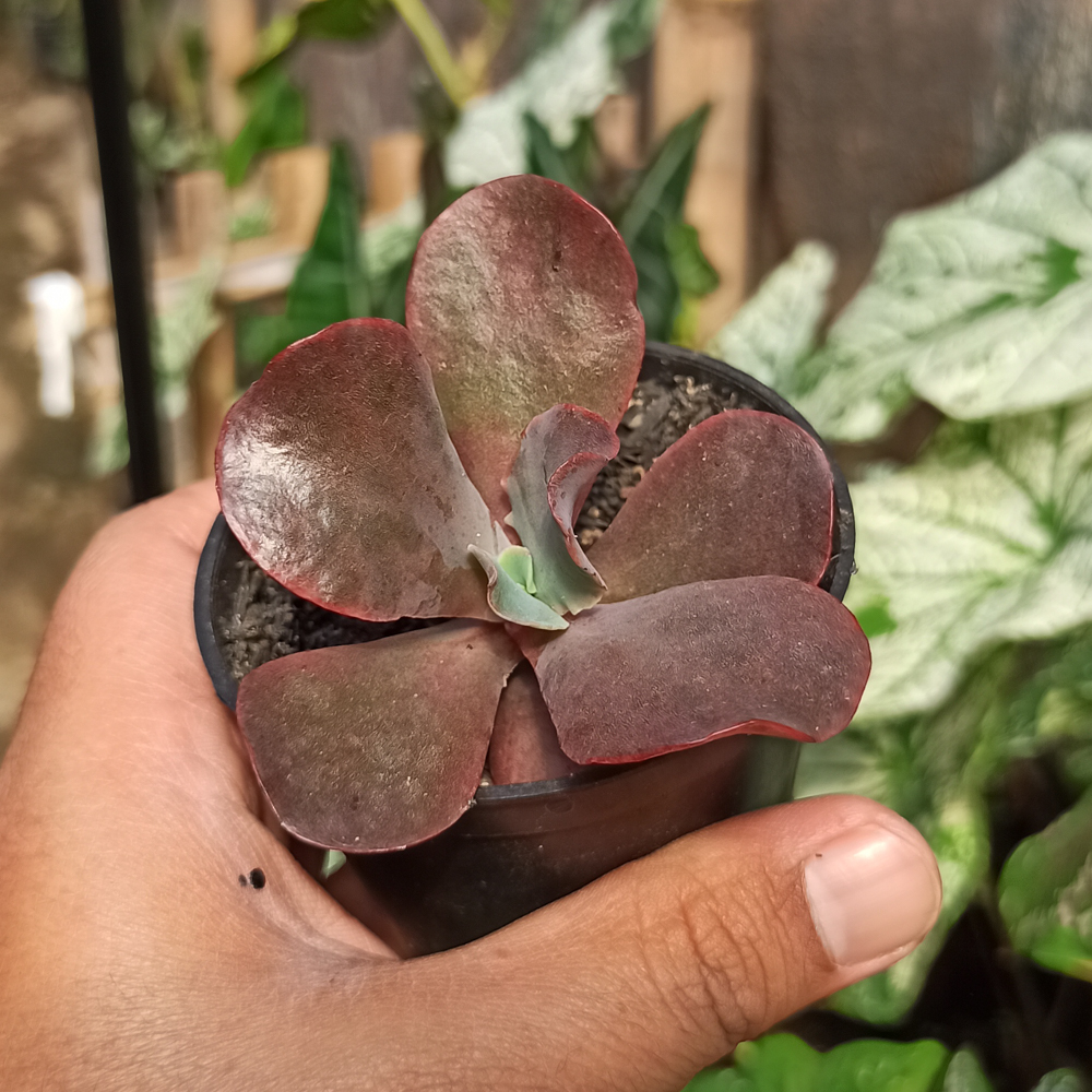 128. Echeveria Zorro - Image 7
