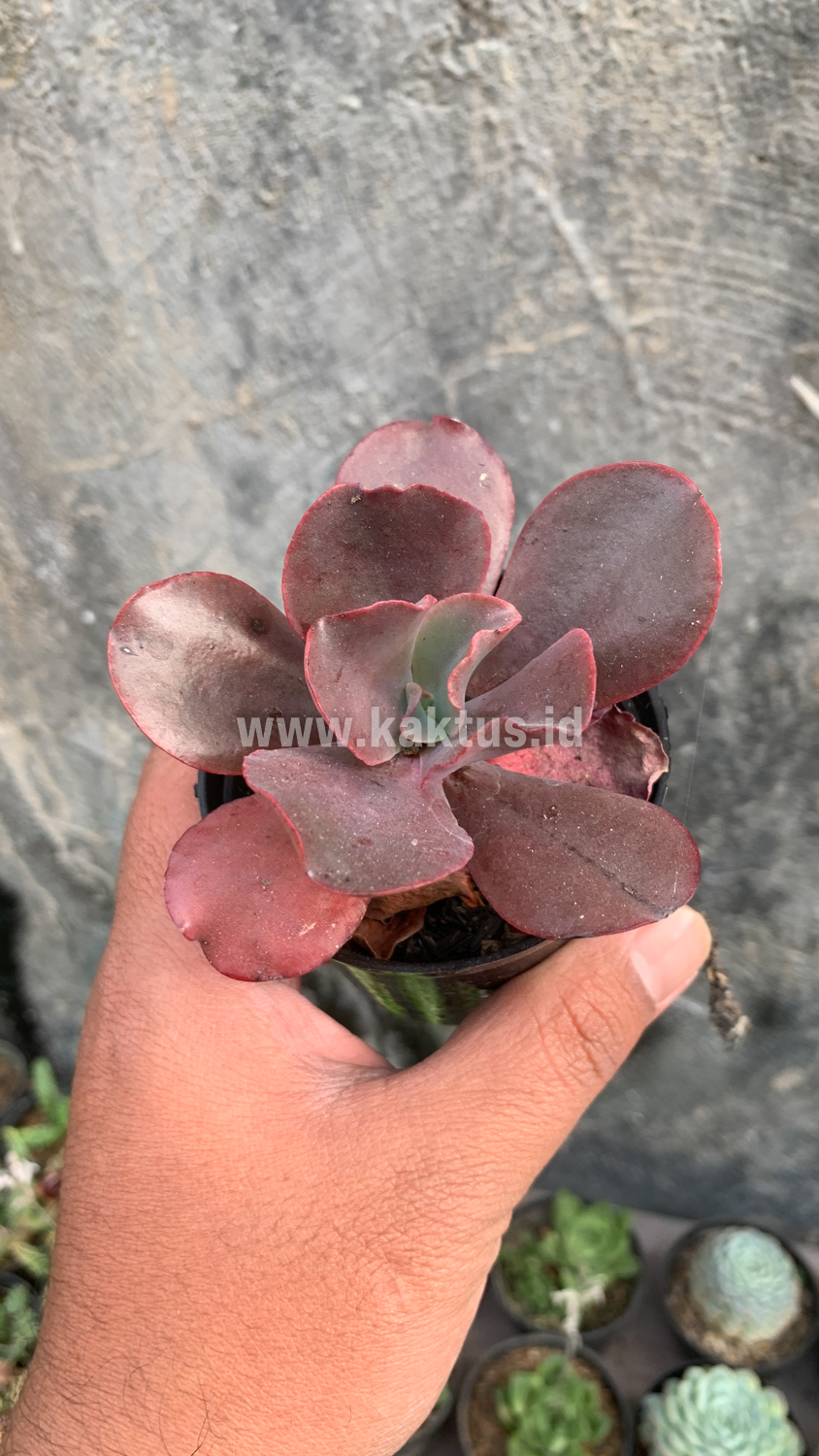 128. Echeveria Zorro - Image 13