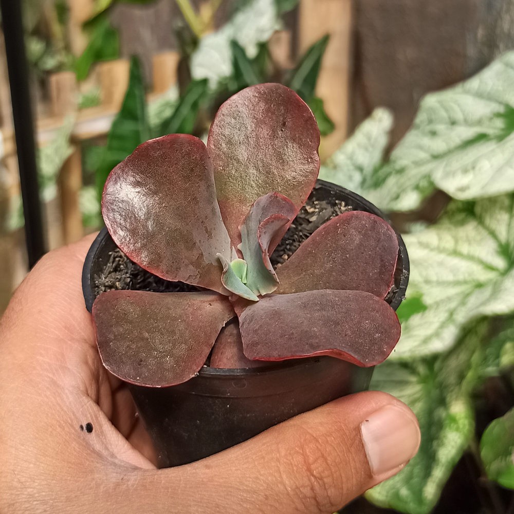 128. Echeveria Zorro - Image 3