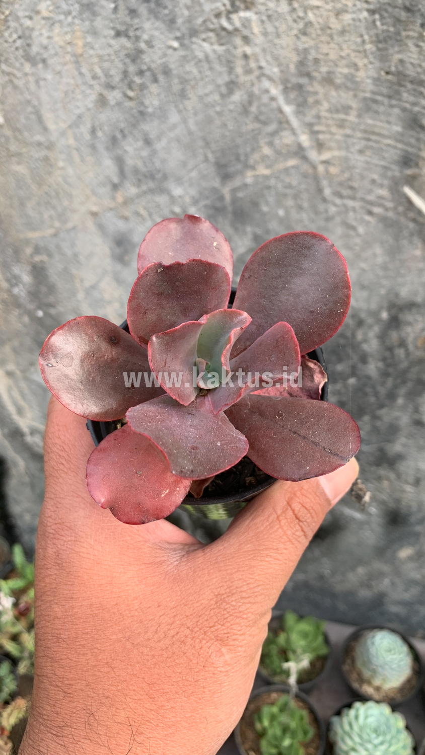 128. Echeveria Zorro - Image 5