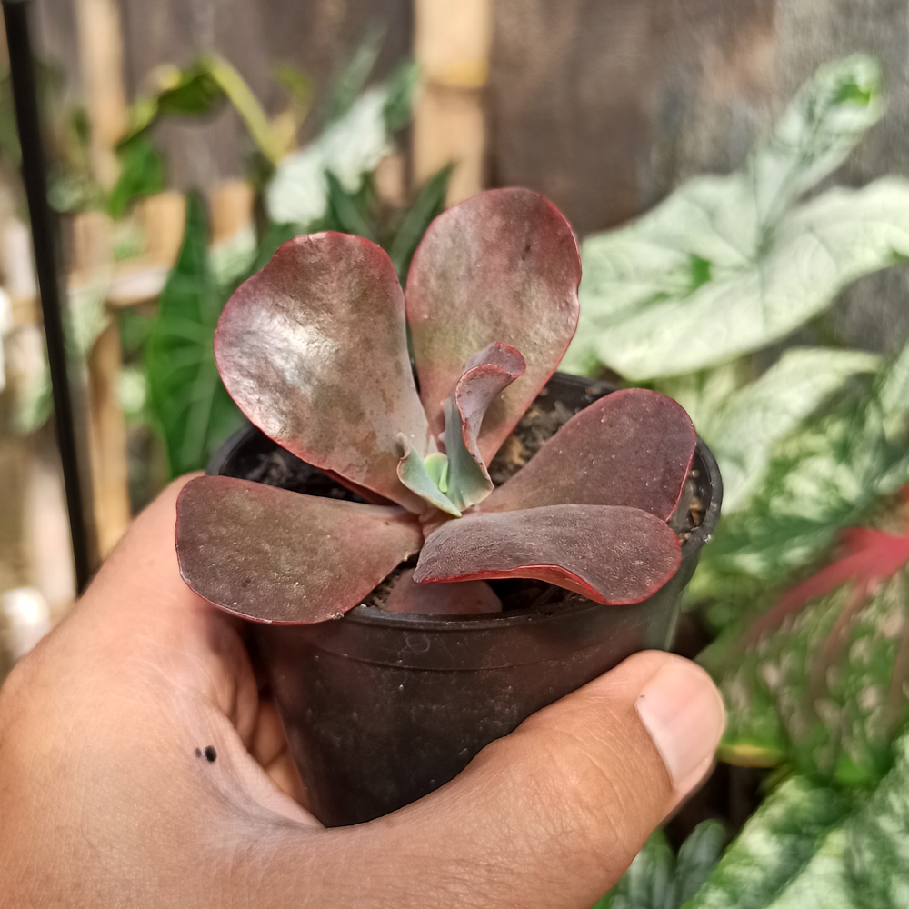128. Echeveria Zorro - Image 9