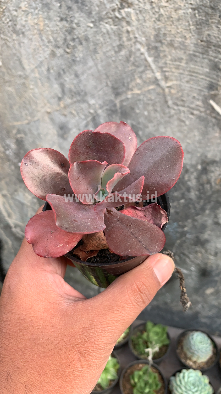 128. Echeveria Zorro - Image 10