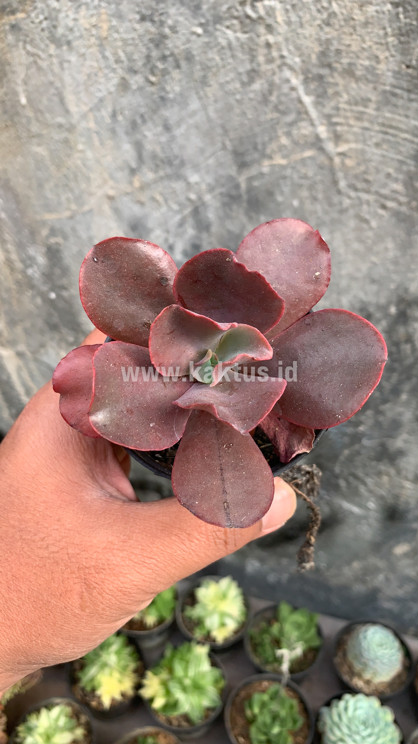 128. Echeveria Zorro - Image 8