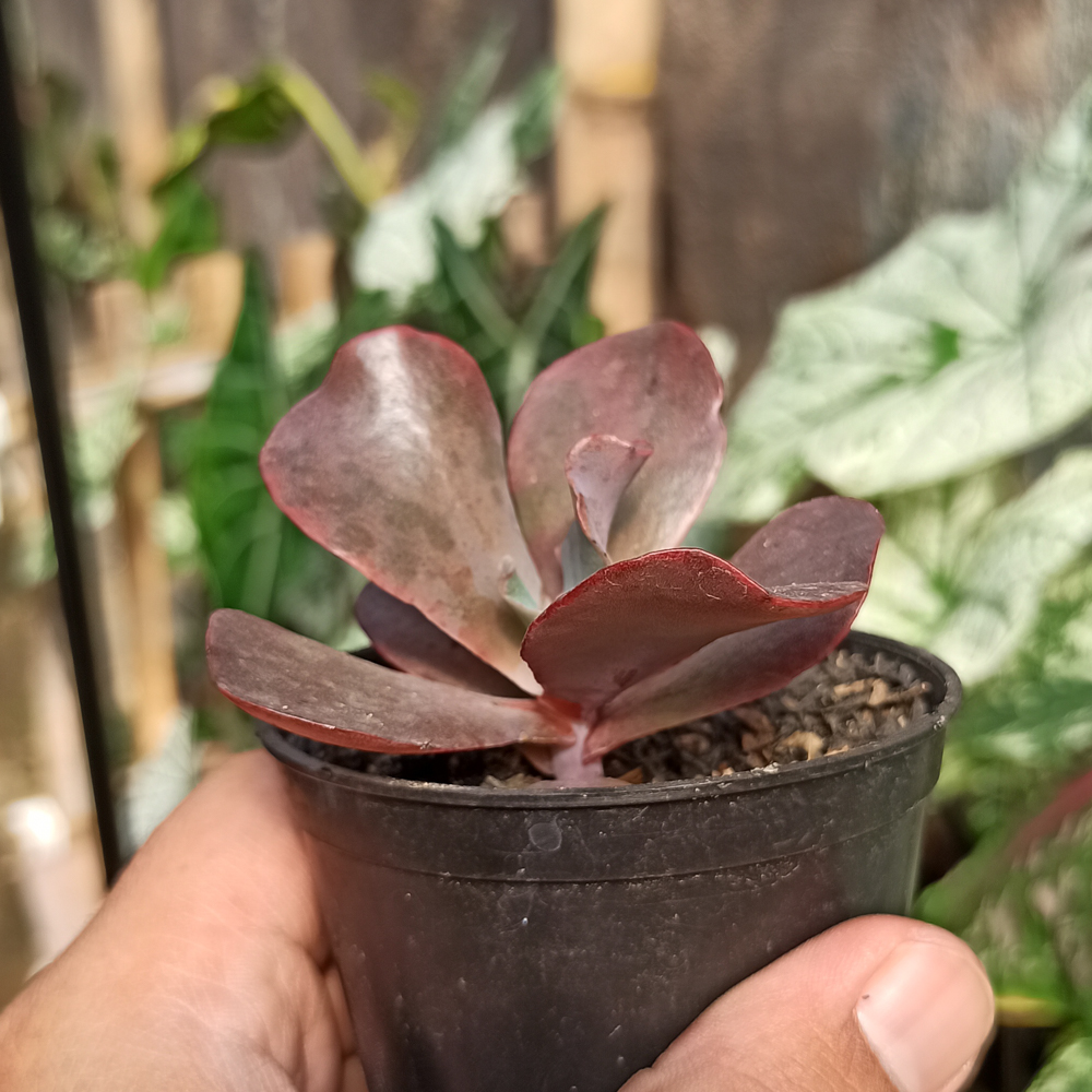 128. Echeveria Zorro - Image 14