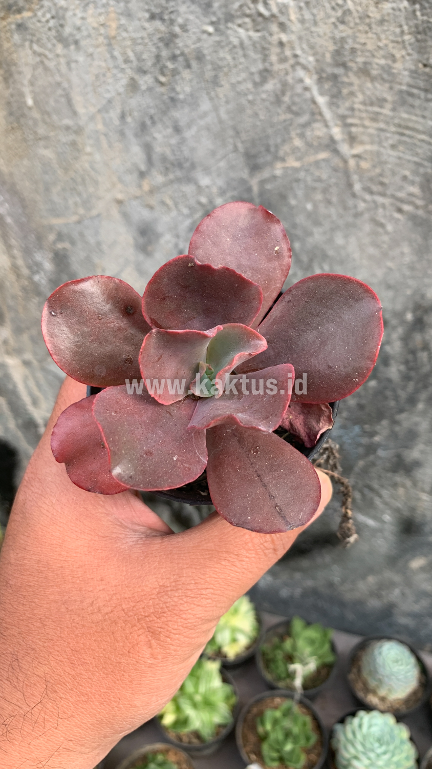 128. Echeveria Zorro - Image 15