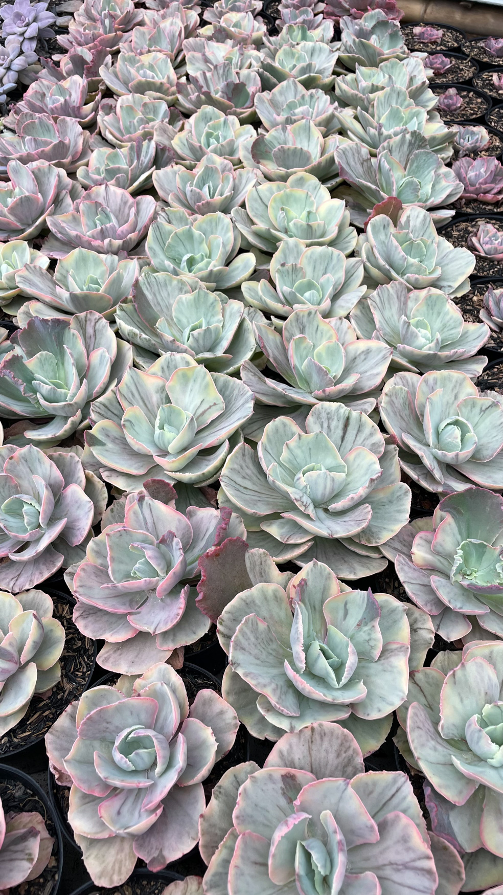1280. Echeveria Chantilly Rose Fairy - Image 11