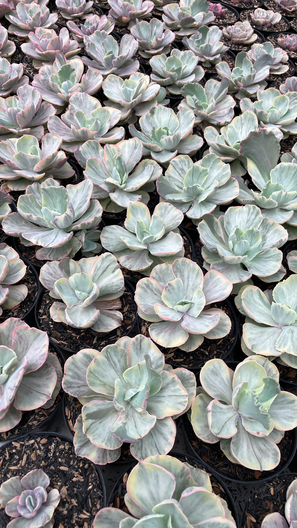 1280. Echeveria Chantilly Rose Fairy - Image 12