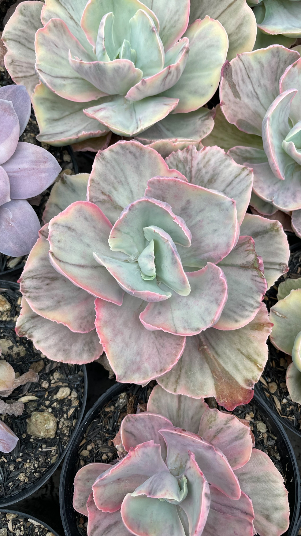 1280. Echeveria Chantilly Rose Fairy - Image 13