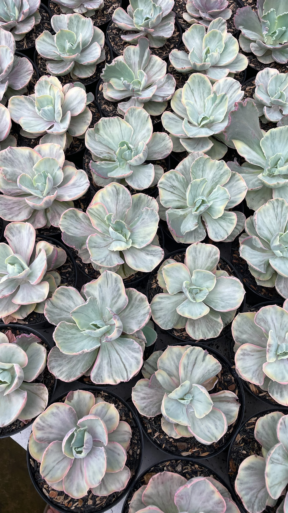 1280. Echeveria Chantilly Rose Fairy - Image 3