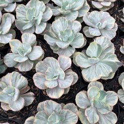Alternative view of 1280. Echeveria Chantilly Rose Fairy