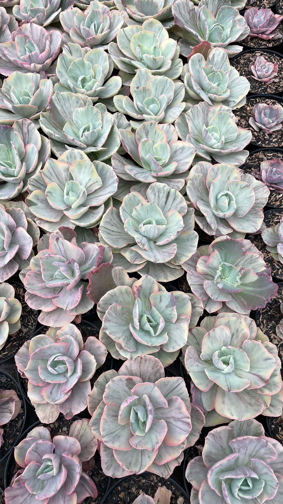 1280. Echeveria Chantilly Rose Fairy - Image 4