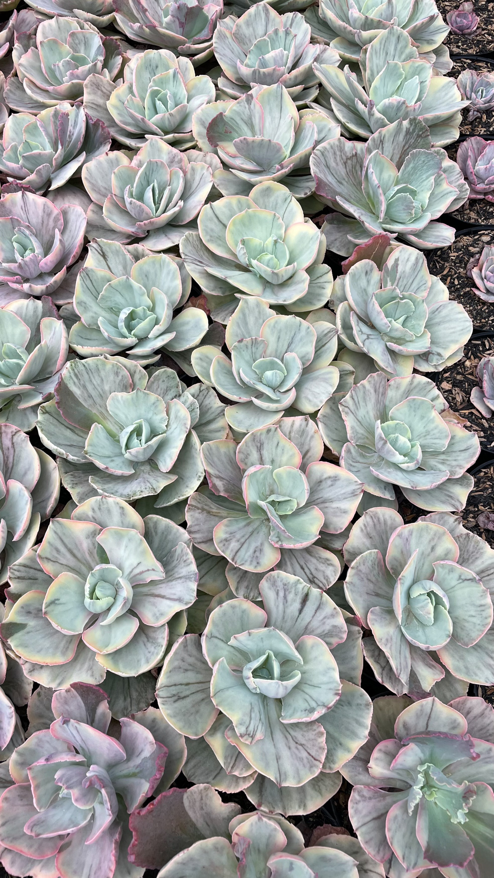 1280. Echeveria Chantilly Rose Fairy - Image 5