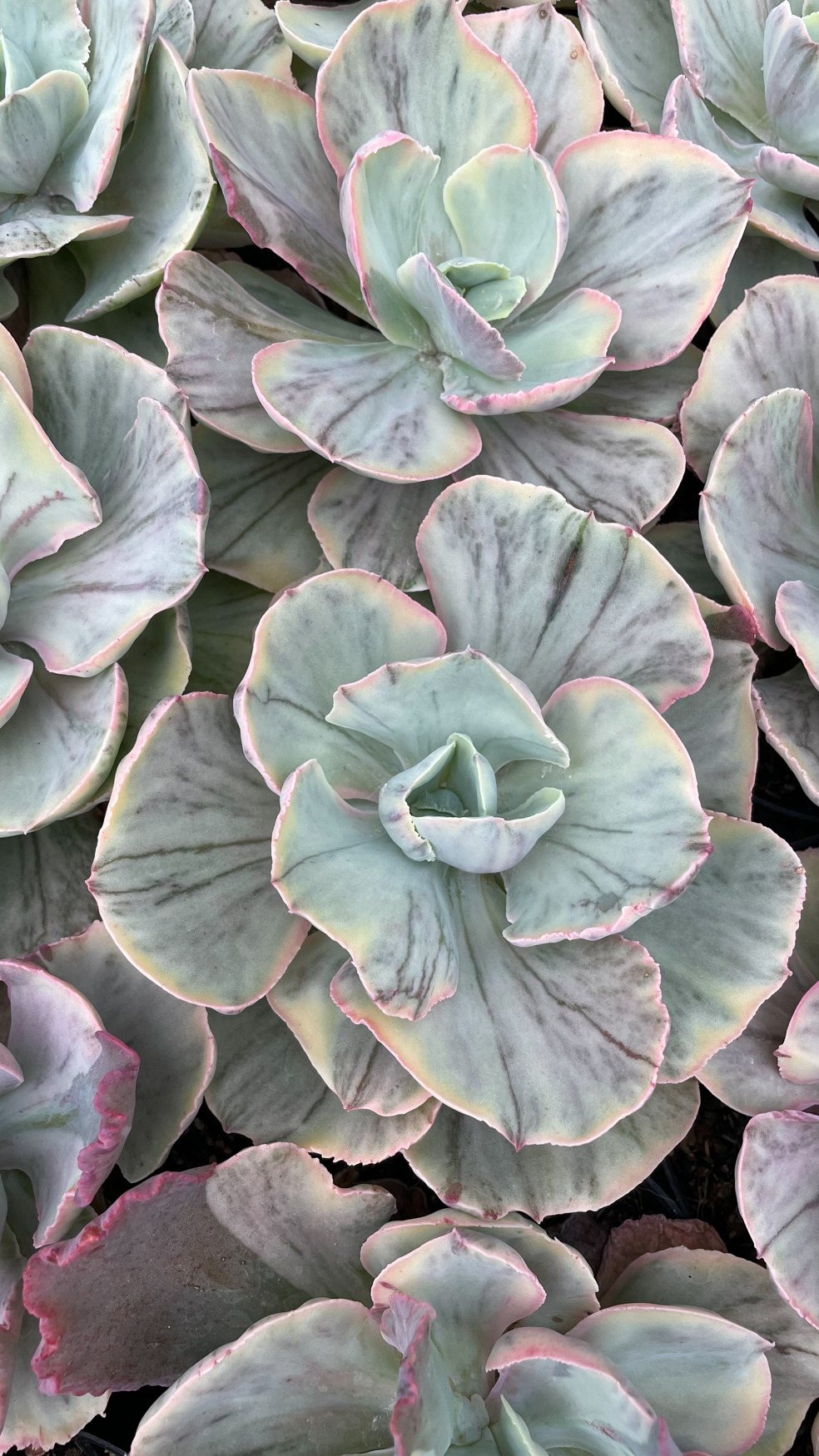 1280. Echeveria Chantilly Rose Fairy - Image 6