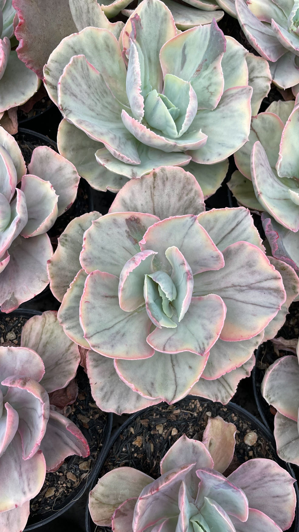 1280. Echeveria Chantilly Rose Fairy - Image 7