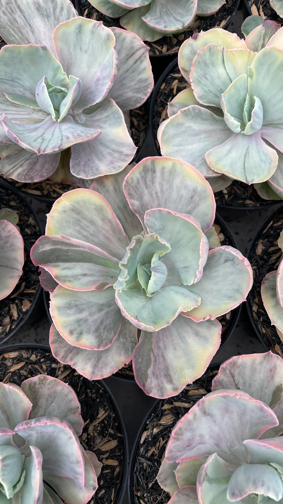 1280. Echeveria Chantilly Rose Fairy - Image 8