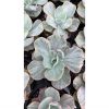 1280. Echeveria Chantilly Rose Fairy