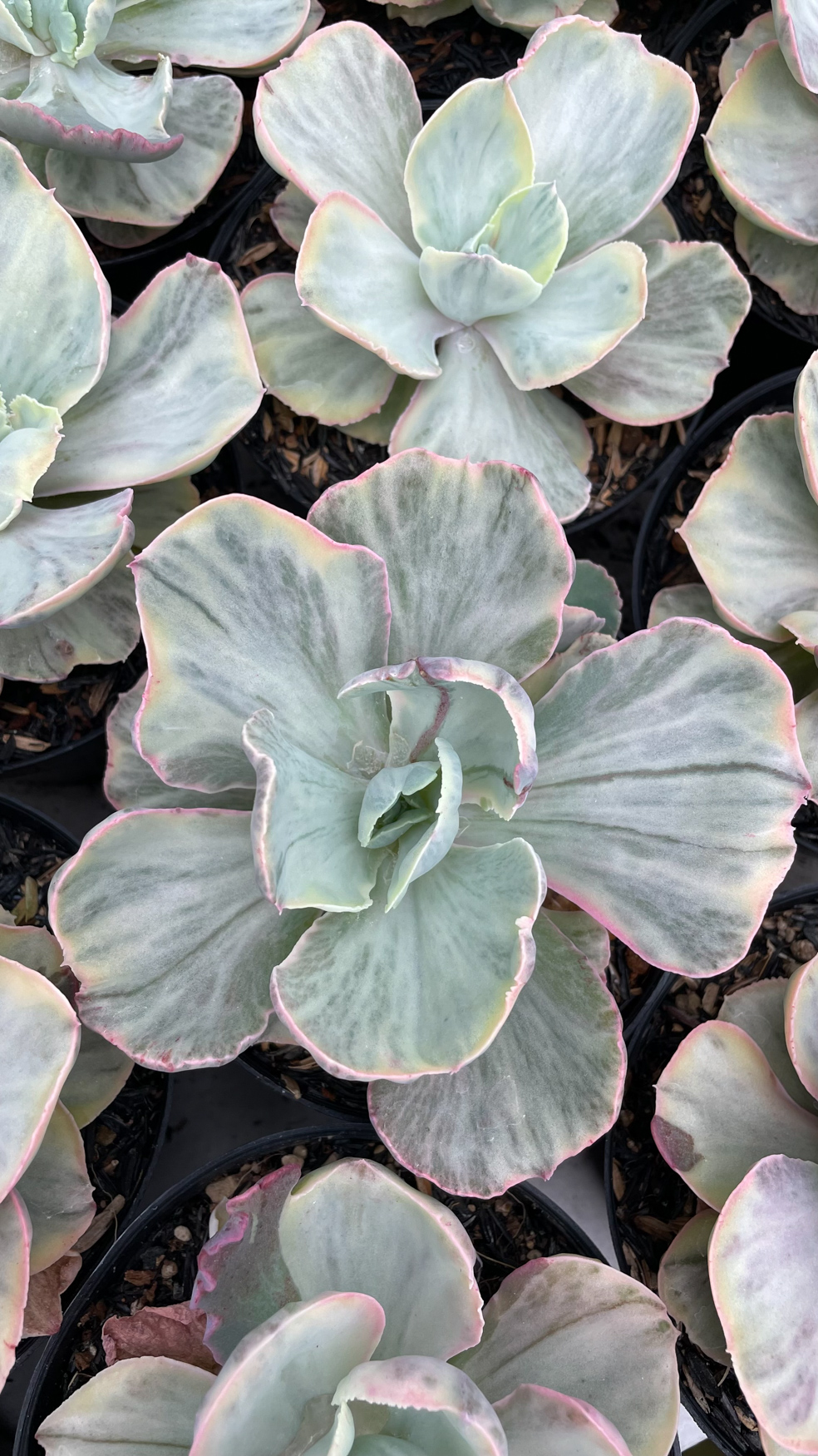 1280. Echeveria Chantilly Rose Fairy - Image 9