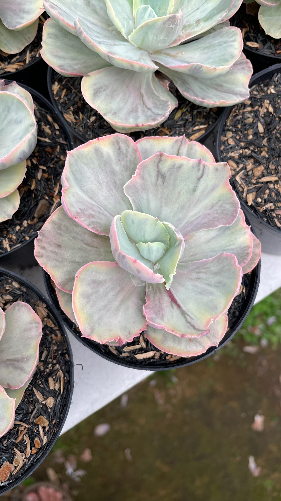 1280. Echeveria Chantilly Rose Fairy - Image 10