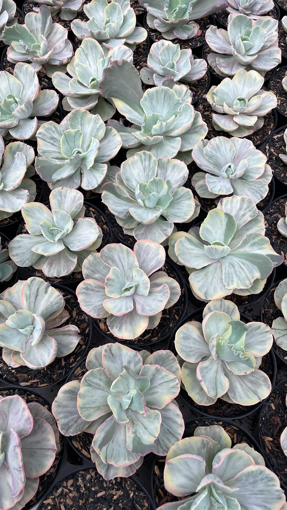 1280. Echeveria Chantilly Rose Fairy - Image 2