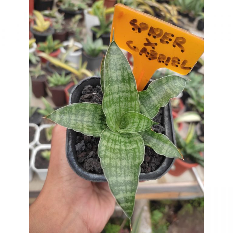 1281. Sansevieria Hybrid Spider Gabriel